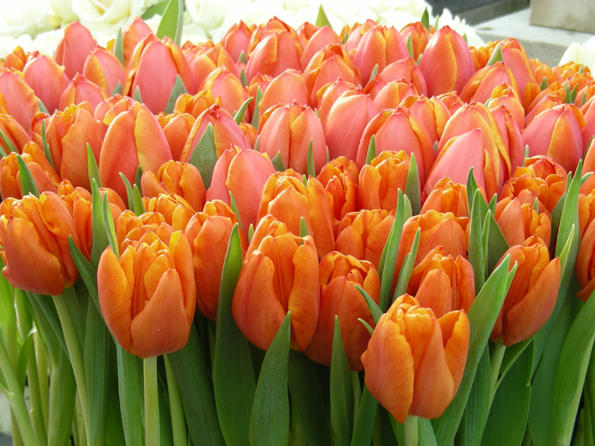 Tulipany fot. HB